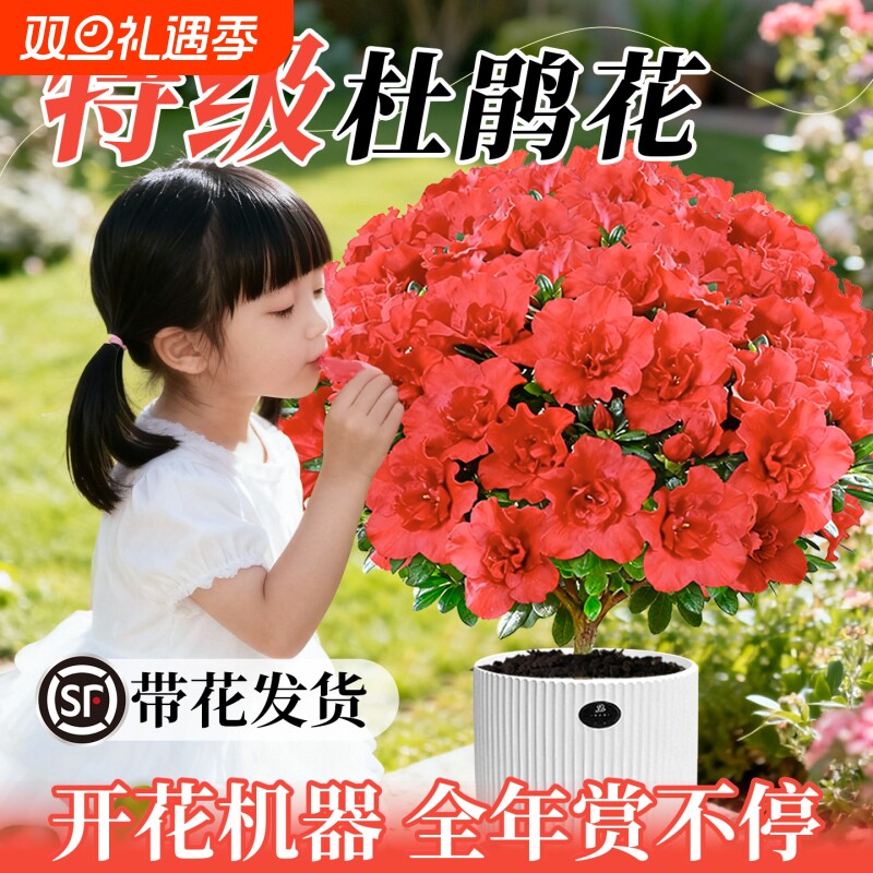 杜鹃花盆栽花卉耐寒植物室内北方可种鲜花带花苞树苗绿植好养易活