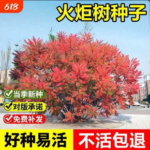 火炬树种子新采 鹿角漆盐肤木庭院栽种 护坡固土园林绿化灌木种籽