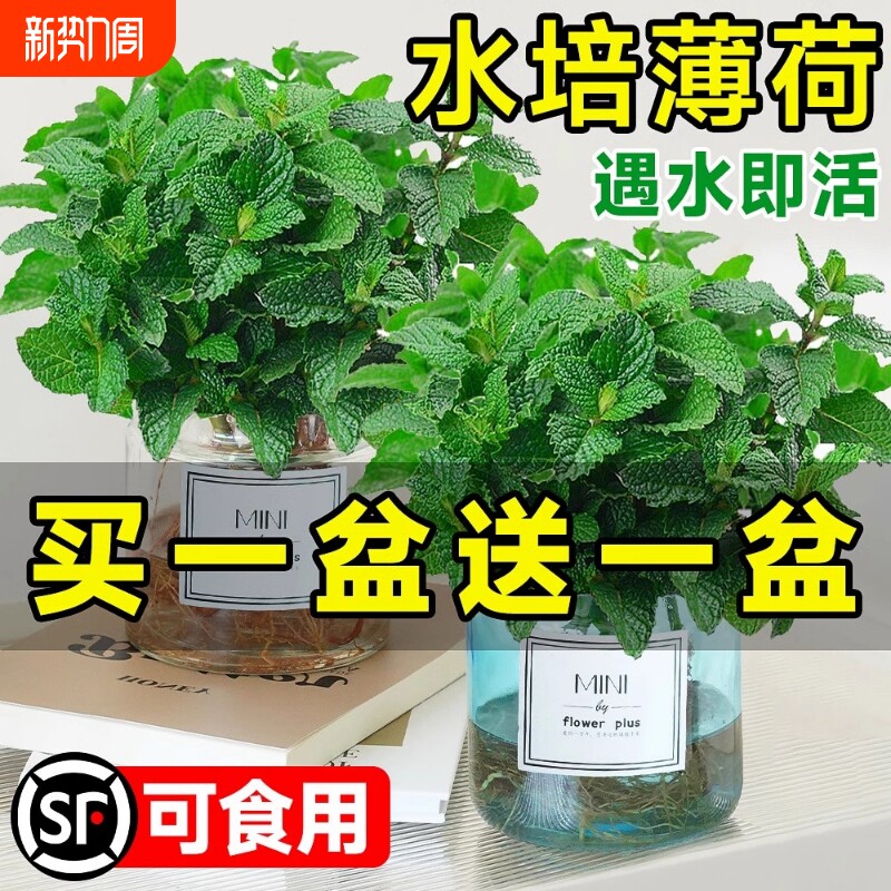 薄荷盆栽水培植物驱蚊可食用柠檬薄荷叶迷迭香室内驱蚊草绿植好养