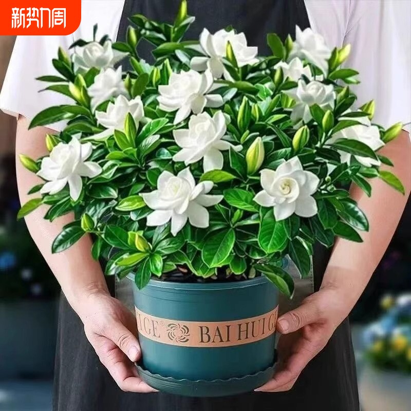 栀子花盆栽花卉绿植带花苞茉莉室内客厅桌面四季好养水培植物阳台