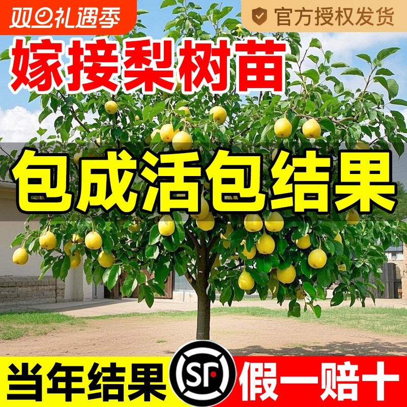 正宗梨树果苗包成活到结果