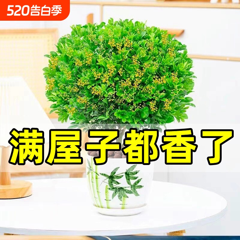 米兰花盆栽带花苞茉莉花室内四季开花九里香老桩盆景驱蚊绿植阳台