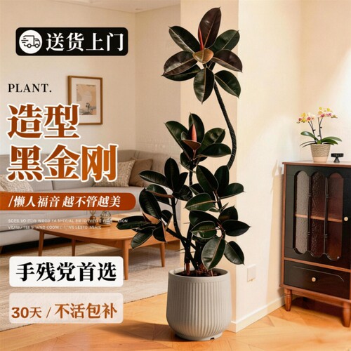 黑金刚橡皮树大型盆栽好养客厅