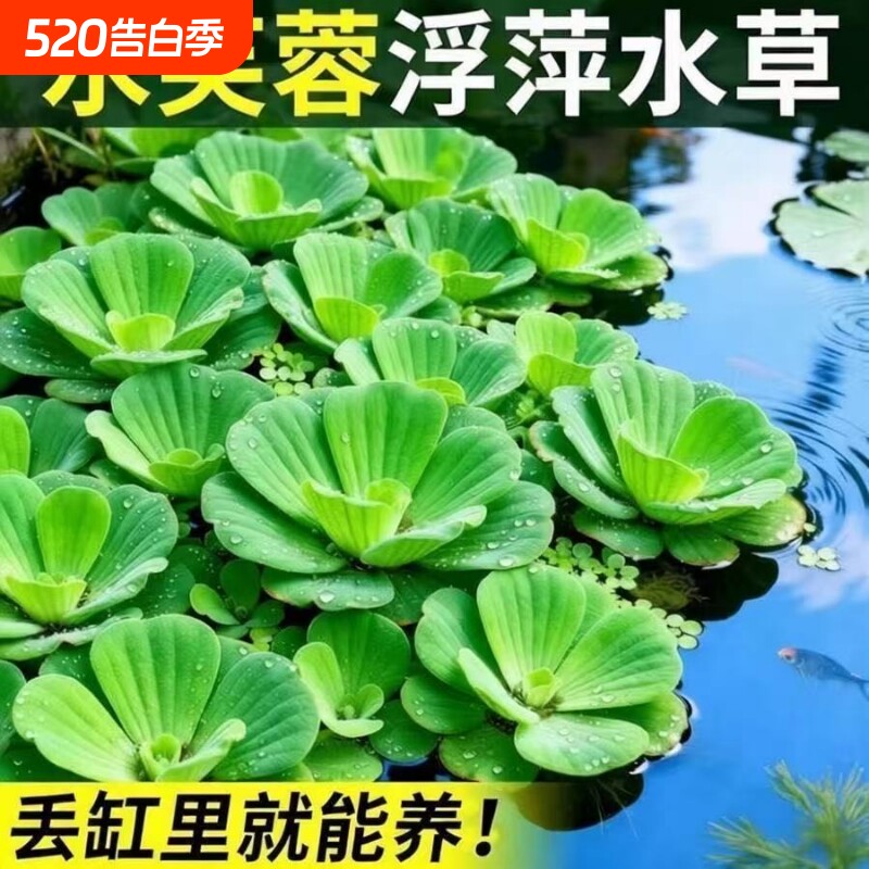 鱼缸专用水草水芙蓉池塘水面养鱼龟浮萍苗水培植物净化水质造景