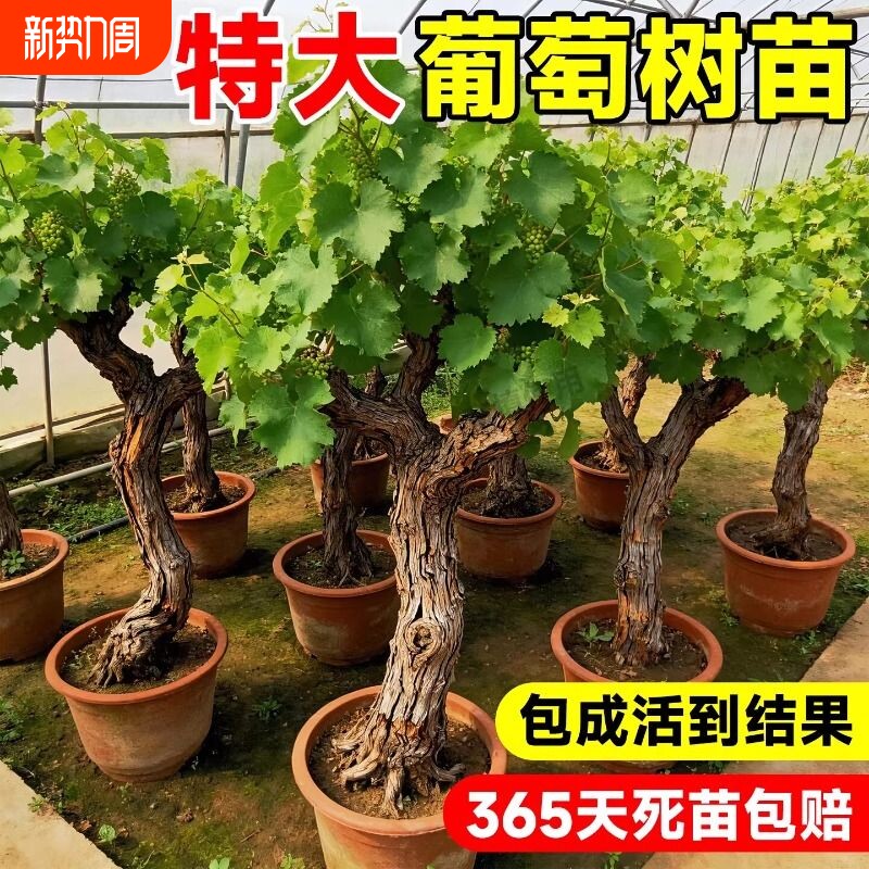阳光玫瑰葡萄带土巨峰树苗盆地栽种植当年结果夏黑蓝宝石皇后果树