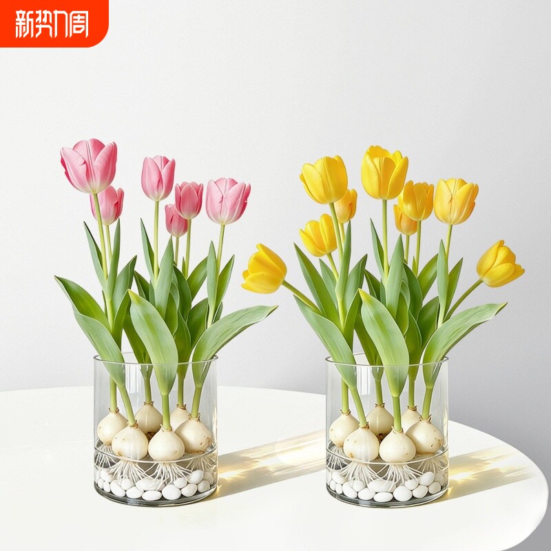 郁金香种球水培花卉植物5度球办公室桌面盆栽工位小绿植水养水仙