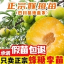 四川正宗蜂糖李子树苗嫁接南北种植李子青脆李子翠红李脆红李庭院