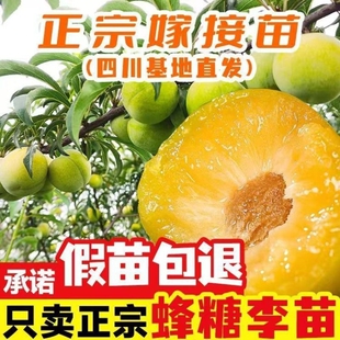 四川正宗蜂糖李子树苗嫁接南北种植李子青脆李子翠红李脆红李庭院