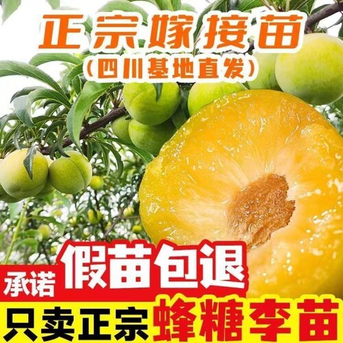 四川蜂糖正宗李子树苗嫁接南北种植李子青脆李子翠红李脆红李庭院