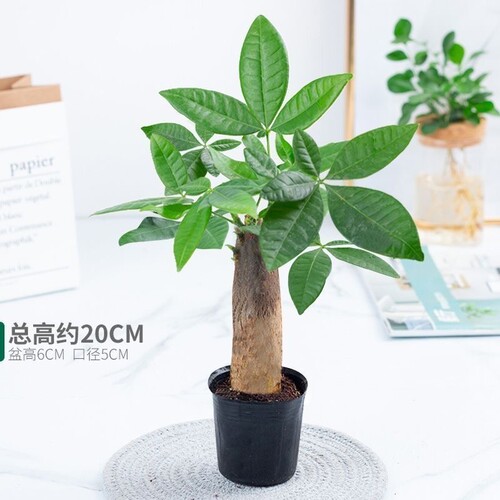 单杆发财树室内绿植花卉四季常青植物盆栽美观大气办公桌阳台窗台