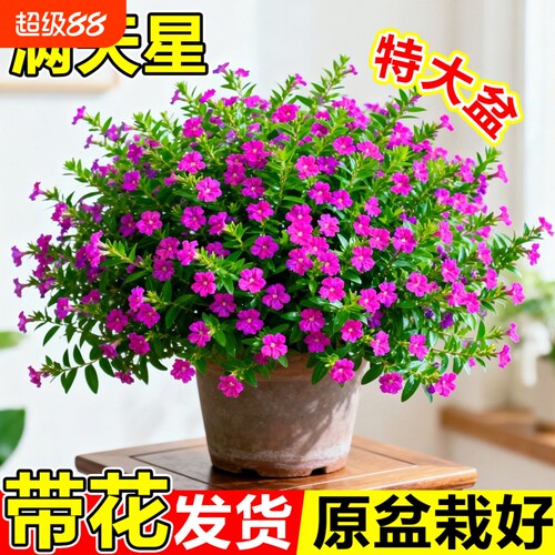 满天星盆栽鲜花好养易活多季开花带花苞发货观花植物阳台花卉花苗
