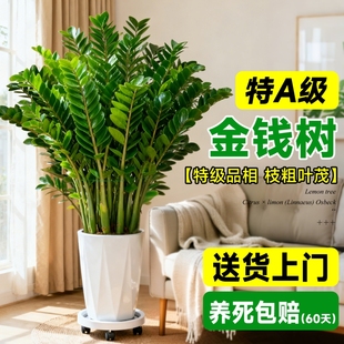 金钱树大型绿植室内客厅办公室除甲醛旺宅乔迁大盆栽好养活大气