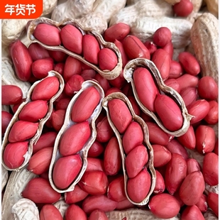 2025年带壳新货红皮花生果农家自种原味生花生米自然晒干生四粒红