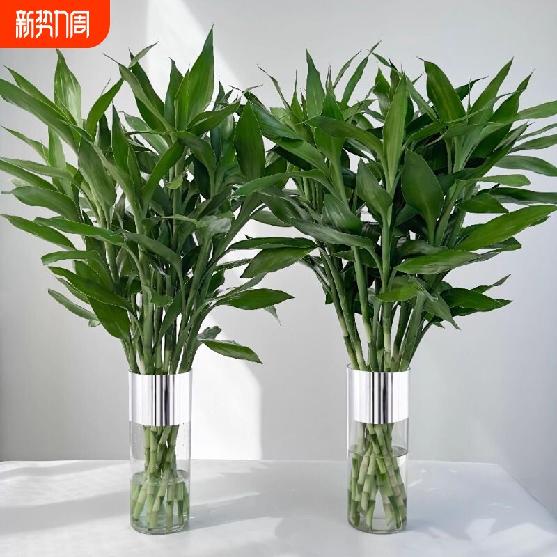 富贵竹水培植物客厅招财发节节高水养竹子室内盆栽花卉绿植驱蚊