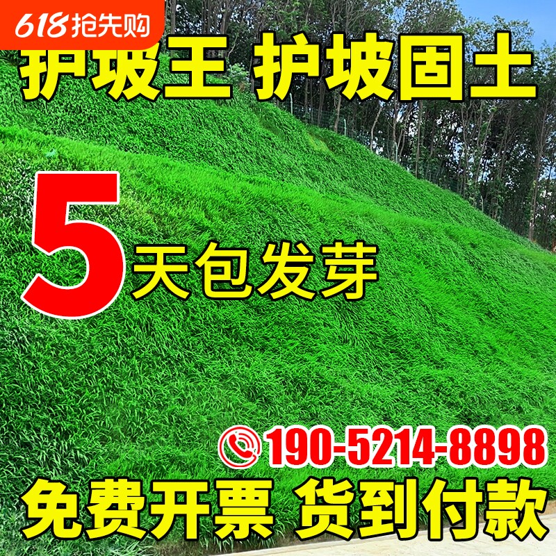 护坡固土草籽护坡王绿化四季常青耐寒植物高速护坡狗牙根草坪种子
