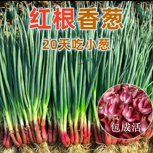 红根小香葱种子四季盆栽蔬菜