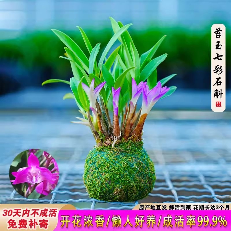 香水开花石斛可水培带花苞七彩浓香懒人室内冬季桌面盆栽花卉绿植