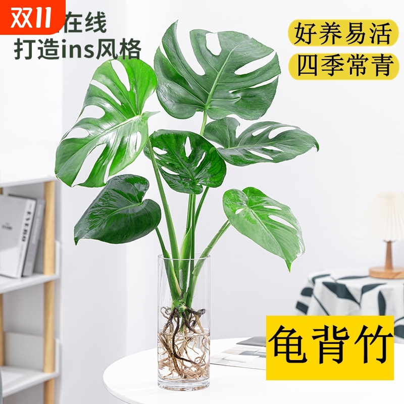 龟背竹水培植物室内大型盆栽客厅四季好养老桩观叶绿植耐阴常青