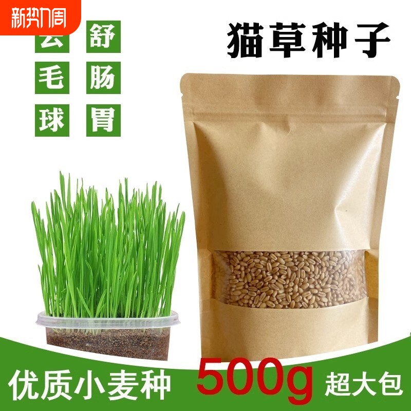猫草种子水培种植猫咪吃的化毛去毛球懒人猫麦草籽麦芽发芽食用