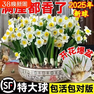 漳州水仙花种球种子盆栽水养花卉球种室内冬季水培植物花球带花苞