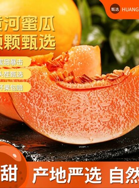 正宗黄河蜜瓜新鲜应季水果现摘