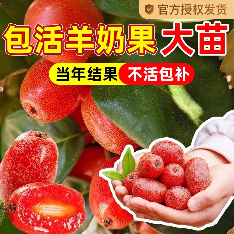 羊奶果嫁接苗德甜二号特大甜果盆栽果树胡颓子南北方庭院种植地栽