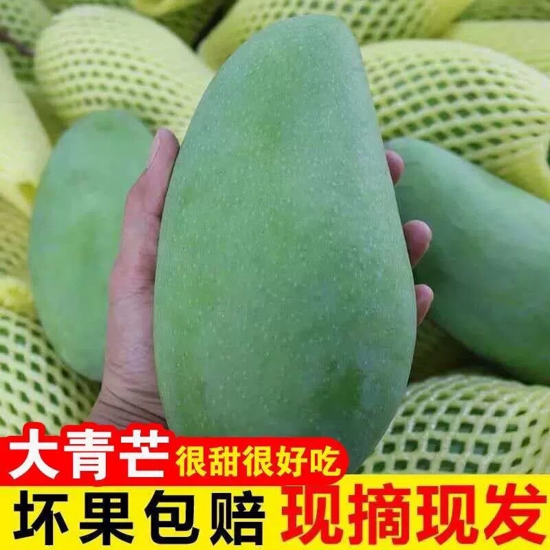 正宗云南大青芒新鲜孕妇水果青皮大芒果甜心芒香甜多汁现摘现发