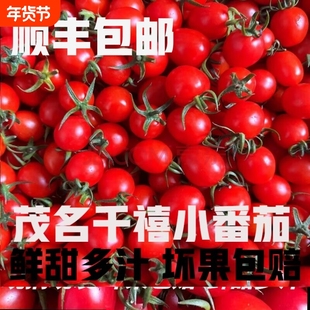 广东正宗电白冰糖心圣女果千禧果小番茄孕妇新鲜现发