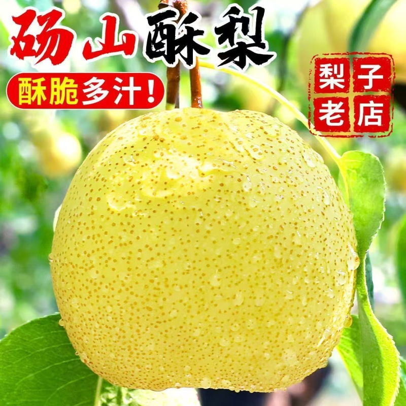 砀山梨汤山梨10斤现摘酥梨梨子香雪梨应季水果梨新鲜整箱包邮上门