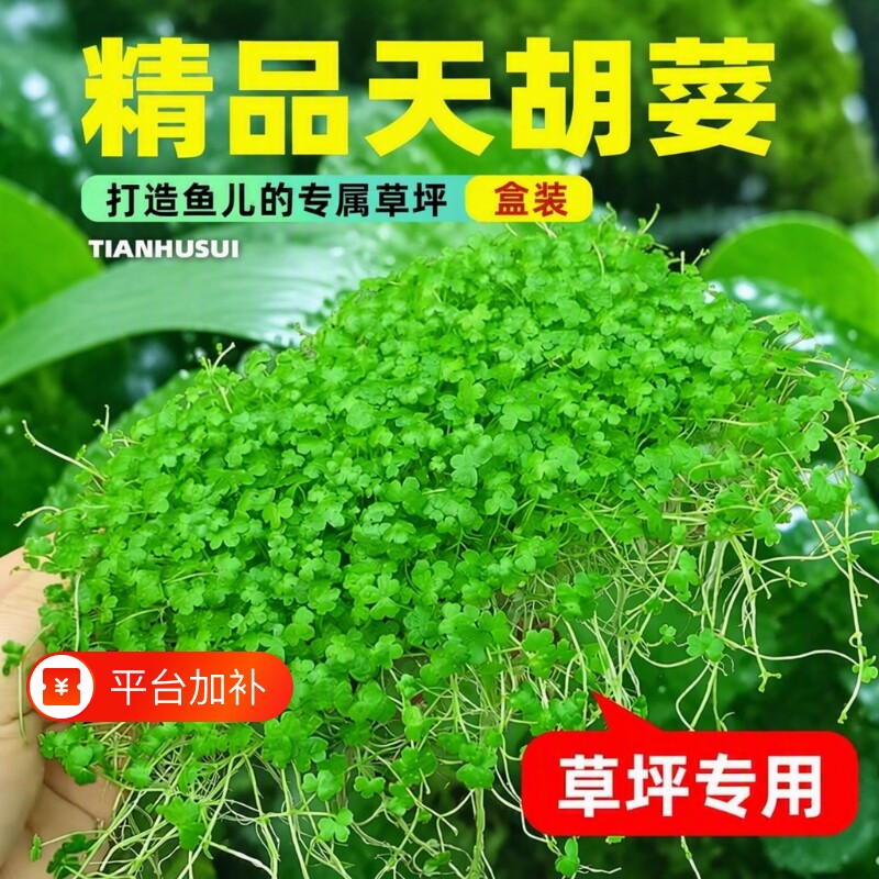 天胡荽水草网片鱼缸造景草坪专用爬地矮珍珠生态植物水质苔藓迷你
