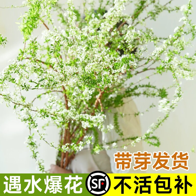 重瓣雪柳干枝支鲜枝水养插花水培植物鲜花卉室内盆栽绿植龙柳好活