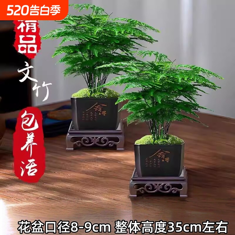 大文竹盆栽招财旺宅桌面盆景办公室内客厅茶室禅意绿植物四季摆放