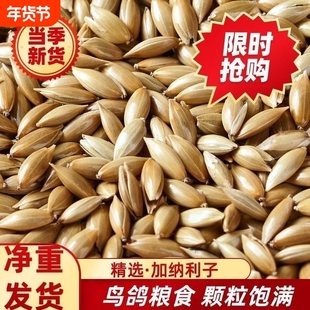 白尖加纳利子长粒鸟粮鹦鹉白尖金丝雀草庐净重发货进口加纳粮食