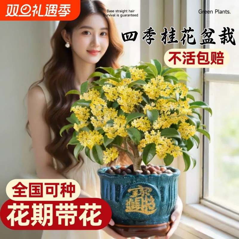 四季桂花盆栽开花室内办公室绿植好养桌面室内花卉净化空气