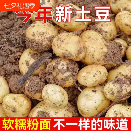 恩施小土豆现挖新鲜黄心