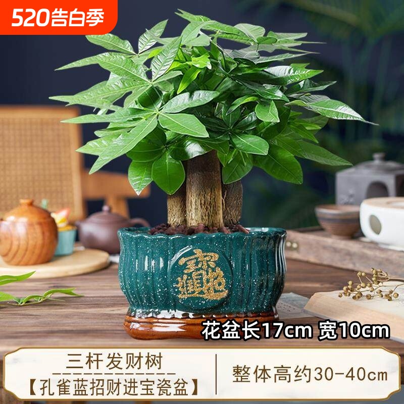 发财树小盆栽三杆开业招财绿植物办公室客厅旺宅盆景好养桌面大气