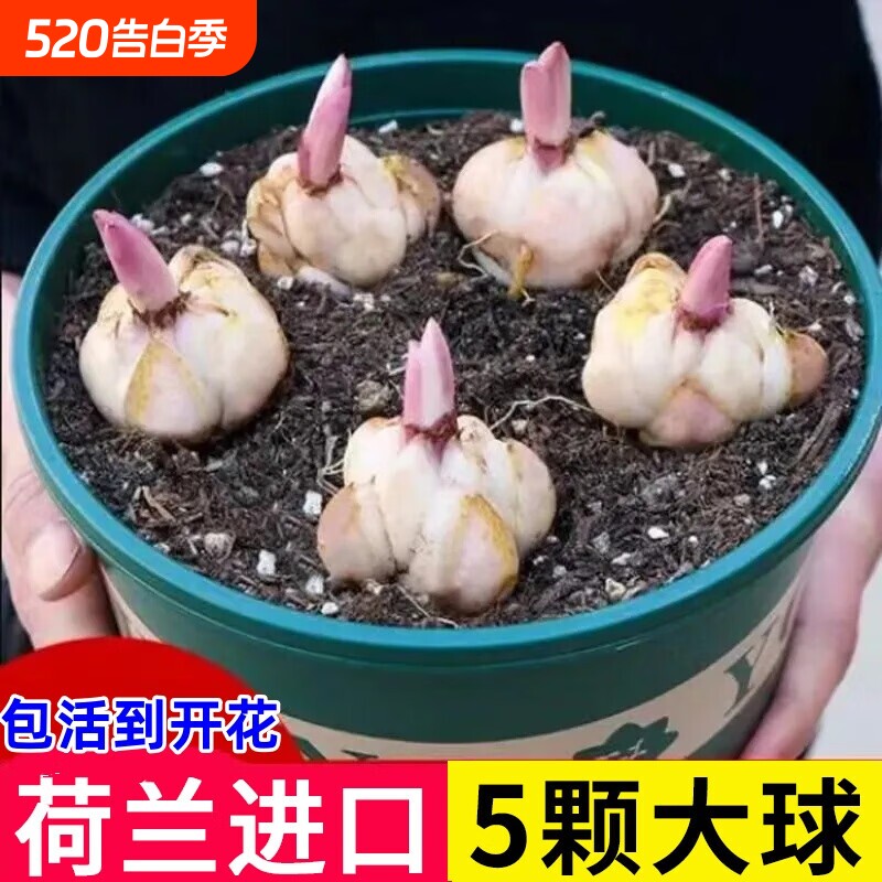 进口香水百合种球四季开花室内外阳台多头百合耐寒好养重瓣种植