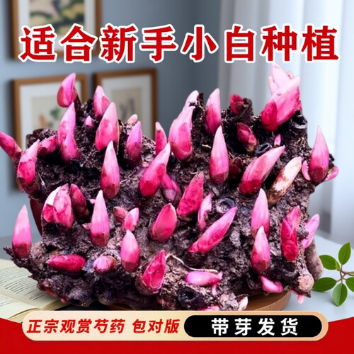 芍药花庭院阳台盆栽花卉耐寒耐热