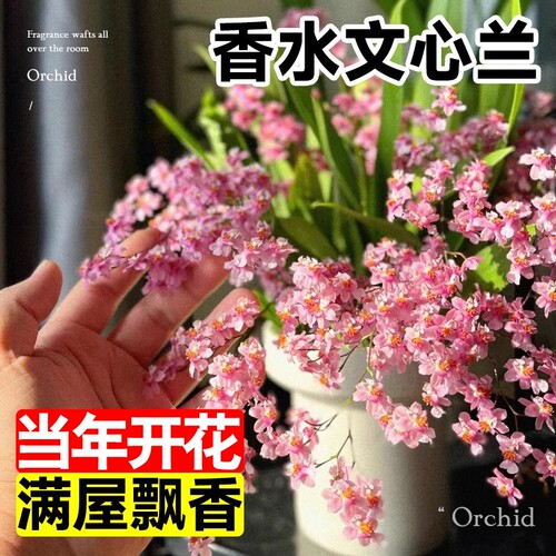 香水文心兰冬带花苞梦香兰花苗可水培室内好养浓香花卉绿植盆栽