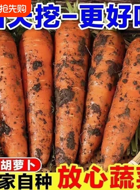 2026胡萝卜新鲜农家自种红手抓饭配料红色胡萝卜餐饮直供新货