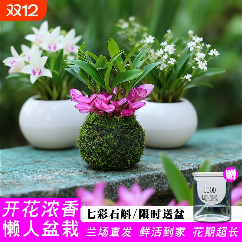 带花精品七彩香水紫云石斛兰花苗苔藓球绿植水培室内禅意盆栽花卉