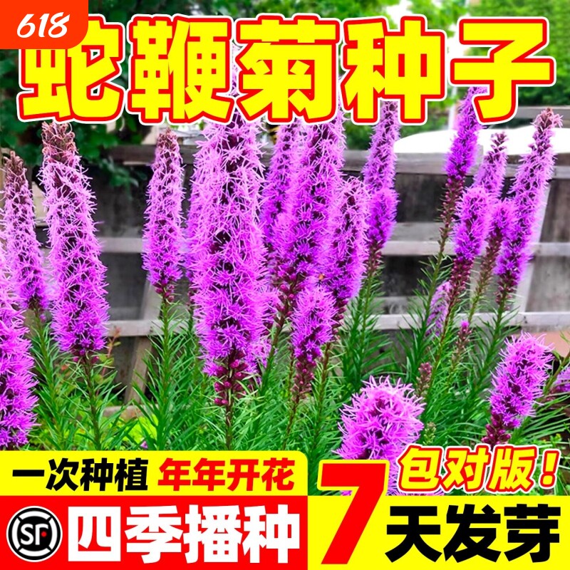 蛇鞭菊种子多年生耐热寒四季播种庭院阳台盆栽景观观赏花卉种籽