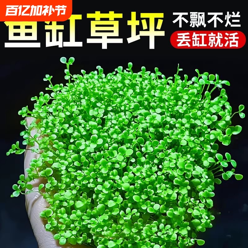 爬地矮珍珠水草网片日本矮植物净化水质生态鱼缸水草造景专用无菌