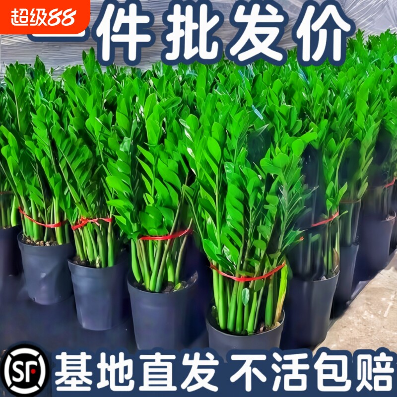 金钱树盆栽好养植物客厅旺宅绿植大摇钱发财树办公室招财盆景阳台