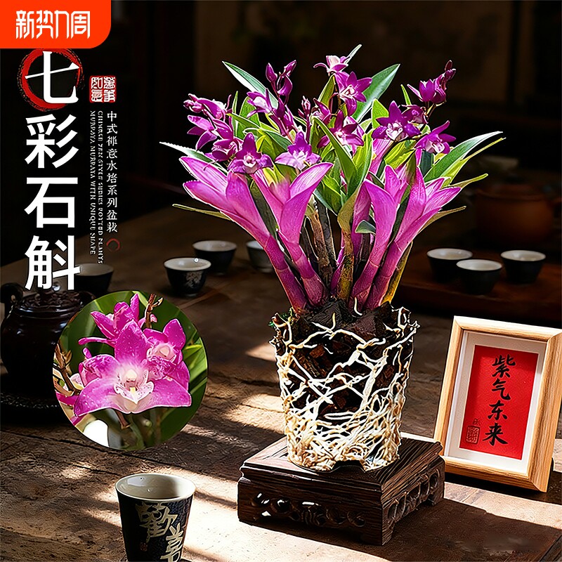 七彩香水石斛兰冬带花苞浓香好养花卉盆栽室内净化空气水培绿植
