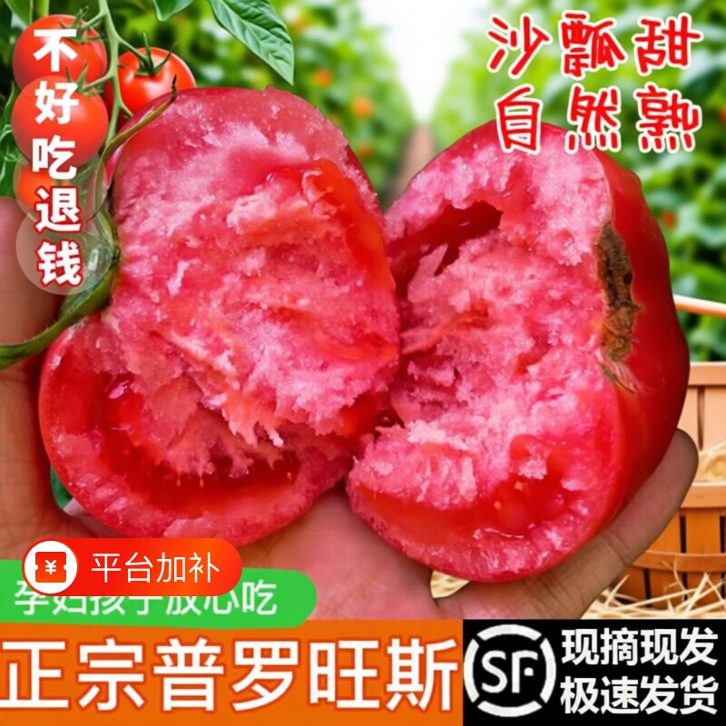 陕西泾阳普罗旺斯西红柿孕妇水果当季自然熟新鲜生吃番茄蔬菜一颗