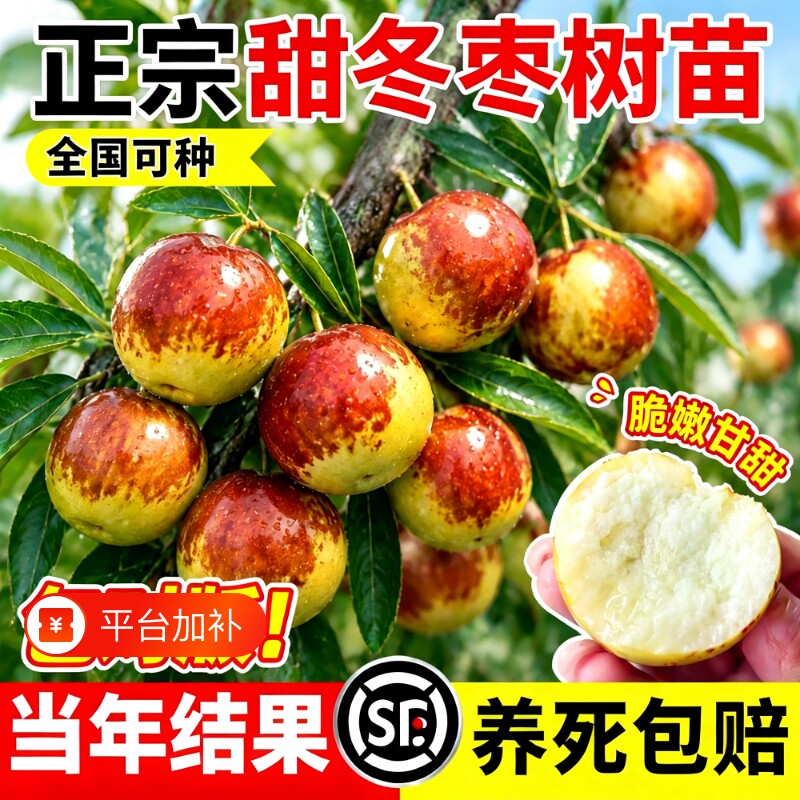 枣树活苗果树嫁接冰糖枣带土球特大超甜沾化冬枣苗树南方北方种植