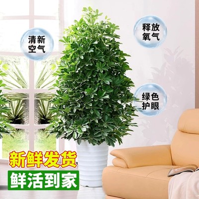 八方来财七叶莲植物花卉好成活