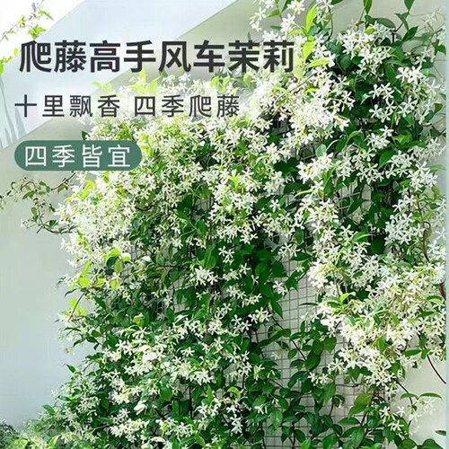 风车茉莉皮实好养爬藤植物常绿花