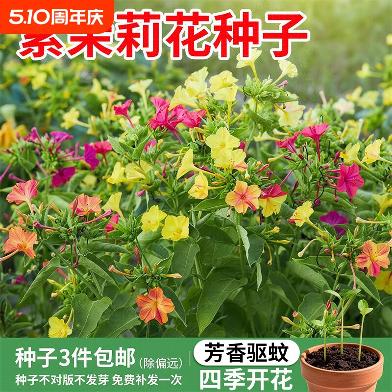 紫茉莉花种子四季播种开花夜来香地雷花混色阳台室外驱蚊胭脂花卉